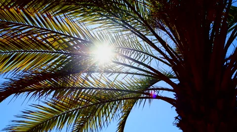 Sun shimmers through palm tree leaves on a clear summer day Stock Footage 47000281
