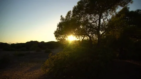 Sun shine among Pine Trees, pinery, pine forest, Fairy Forest, Stock Footage 93760216