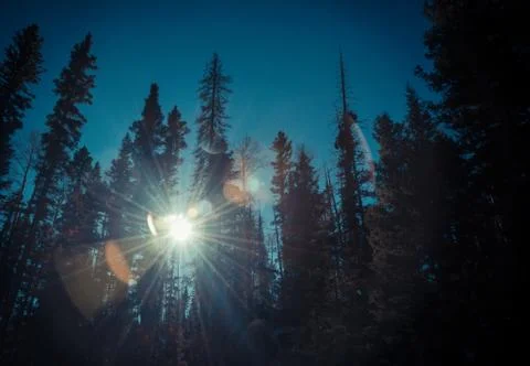 Sun shine and sun flare through the forest in dark theme Stock Photos