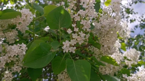 Sun shine and wind through white lilacs and trees Stock-Footage 132175223