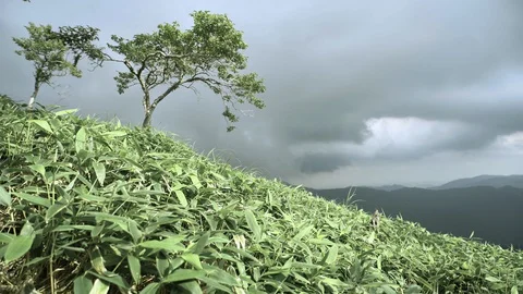 Sun Shine but Dark Sky Before Rain Coming with Strong Wind Against Tree Stock Footage 129303222
