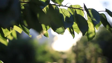 Sun shine in front of green leaves. Fresh Crisp Green Oval Tree Leaves Backlit Stock Footage 141285190