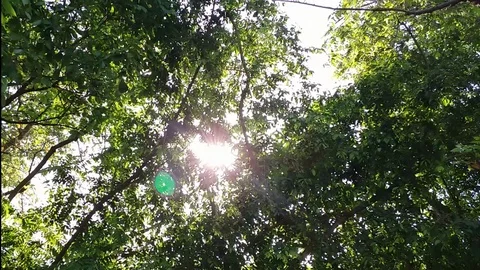 Sun shine Green Forest Stock Footage 126953201