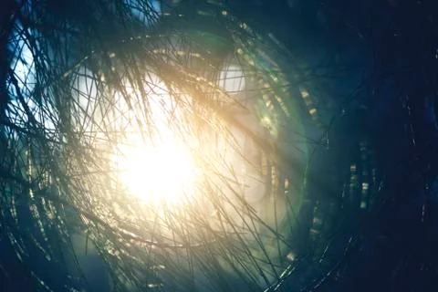 Sun shine pine tree leaf vintage background Stock Photos