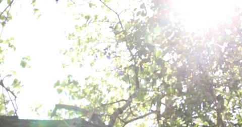 Sun shine rays through Trees and Bushes panning down 4k footage Stock Footage 127459370