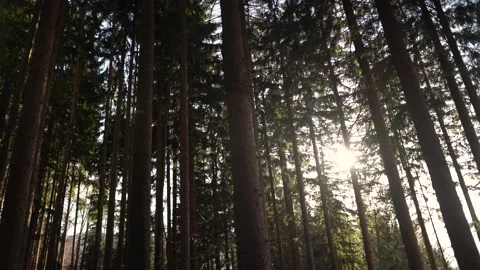 Sun shine in thick forest Stock-Footage 152870532