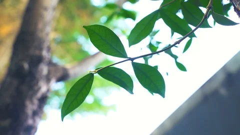 Sun Shine Thorugh The Blowing On Wind Tree Leaves. Tree Leaves and Winds. Video stock 95998295
