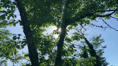 Sun Shine Through Apple Trees Stock Footage 193736587