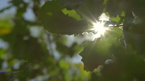 Sun shine through the blowing on wind green leaves Stock Footage 50071042