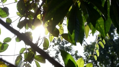 Sun shine through the blowing on wind tree green leaves,dolly Stock Footage 108767916