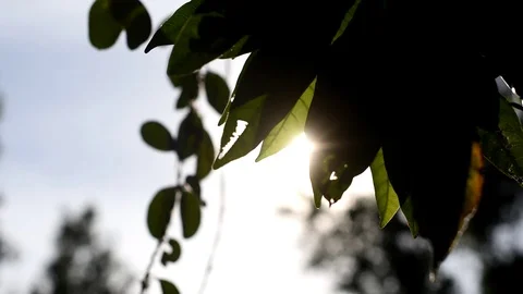 Sun shine through the blowing on wind tree green leaves,dolly Stock Footage 108767953