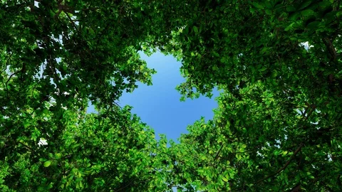 Sun shine through the blowing on wind tree green leaves, 3D Rendering Stock Footage 122248495