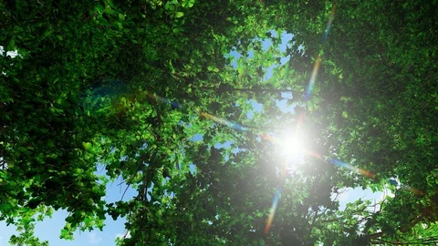 Sun shine through the blowing on wind tree green leaves, 3D Rendering Stock Footage 122250442