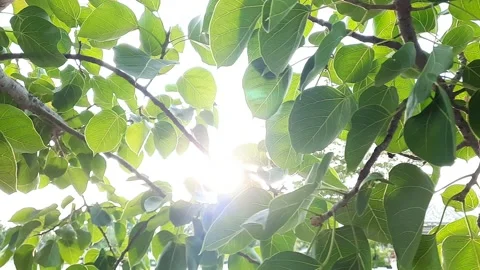 Sun shine through the blowing on wind tree green leaves,pan dolly Stock Footage 154648352