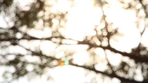 Sun Shine Through Branches Stock Footage 209814631