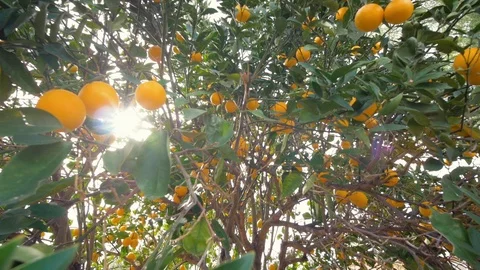 Sun Shine Through the Branches of an Orange Tree Stock Footage 121594141