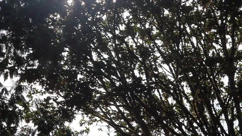 Sun shine through dark trees maple Stock Footage 115058696