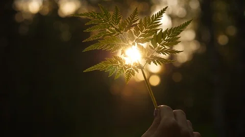 Sun shine through fern leaf Stock Footage 90987465