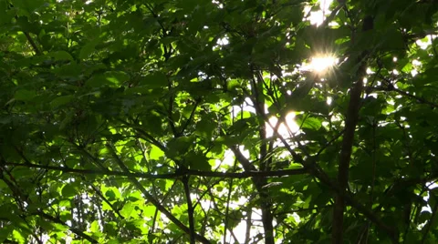 Sun shine through the foliage crown Stock Footage 39540736