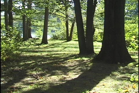 Sun Shine Through Forest  Stock Footage 298483