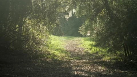 Sun shine through the forest on a trail 스톡 동영상 144018817