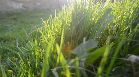 Sun shine through grass leaves in the morning. Stock Footage 44641066
