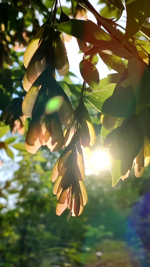 Sun shine through green ash leaves and seeds of tree at dawn sunset Stock Footage 208078345