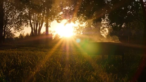 Sun shine through green foliage and curling smoke Stock Footage 90458959
