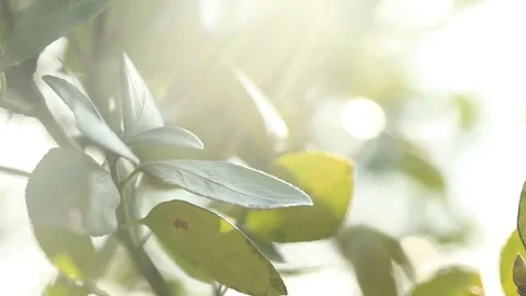 Sun shine through the leaf Stock-Footage 310355555