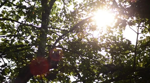 Sun shine through the leaves. Stock Footage 66996672