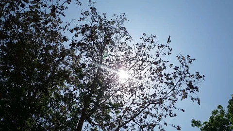 Sun Shine through Morning Tree Leaves Stock Footage 110744426