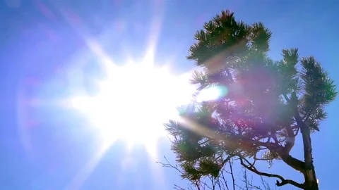 Sun shine through small pine in windy weather. Closeup pan shot 库存影片 74991757
