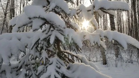 Sun shine through snow covered branches of pine. Lens flare. Smooth movement Vídeos de archivo 85277991