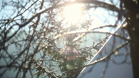 Sun shine through tree branches covered with snow. Stock Footage 72198025
