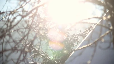 Sun shine through tree branches covered with snow. Video stock 72198034
