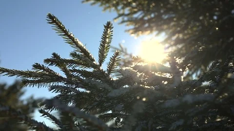 Sun shine through tree branches covered with snow. Stock Footage 72198039