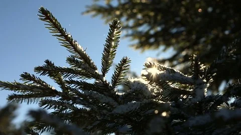 Sun shine through tree branches covered with snow. Stock Footage 72198042