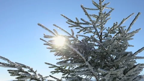 Sun shine through tree branches covered with snow. Stock Footage 72198048