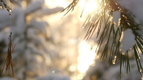 Sun shine through tree branches covered with snow. Snowy winter trees. Stock Footage 82697957