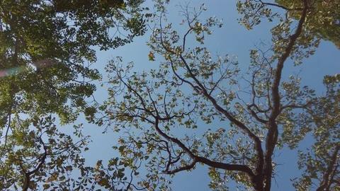 Sun shine through the tree green leaves. Stock Footage 125288346