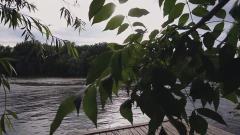 Sun shine through the tree green leaves. View of the riverbank Stock Footage 133081308