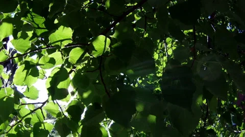 Sun Shine Through Tree Leaves Stock Footage 5903324