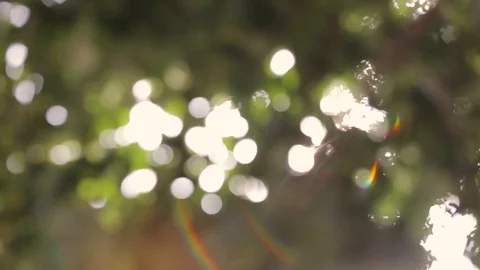 Sun shine through tree leaves Stock Footage