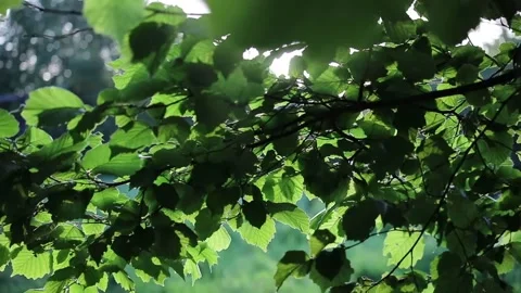 Sun shine through trees Stock Footage 131071802