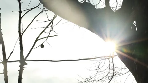 Sun shine through the trees Stock-Footage 310355551