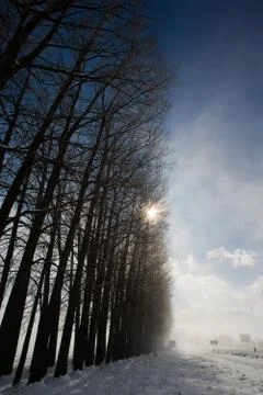 Sun shine thru Row of Trees Stock Photos