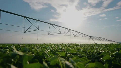 The sun shines above an irrigation system irrigating the green crops in the Stock Footage 318494783