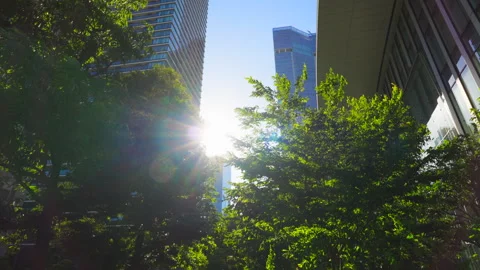 The sun shines among skyscraper illuminates fresh greens at Toranomon Hills Video stock 281175132