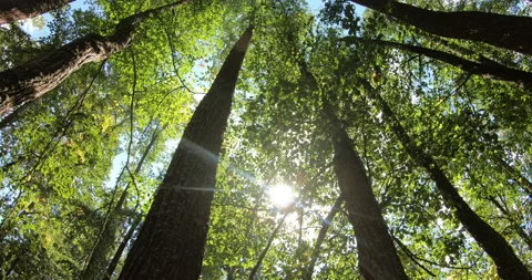 The sun shines and breaks through the green foliage of a flowering lime tree. 스톡 동영상 158357025