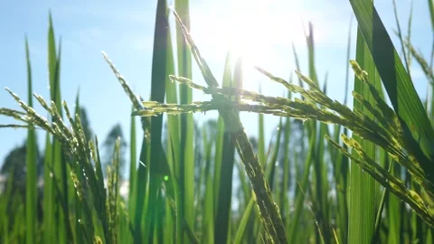 The sun shines on the beautiful fields of rice, the rice is growing, Stock Footage 141629219